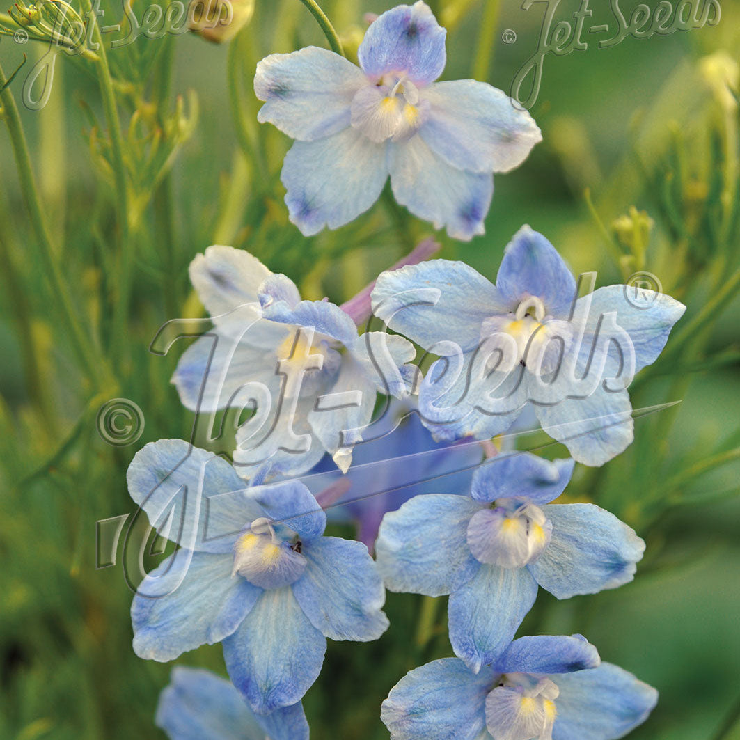 Delphinium grandiflorum Light Blue Butterfly 1Q