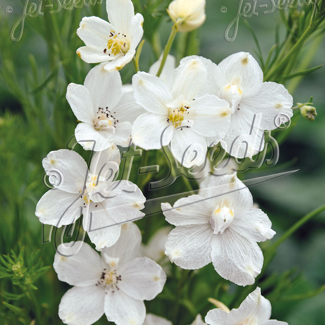 Delphinium grandiflorum White Butterfly 1Q