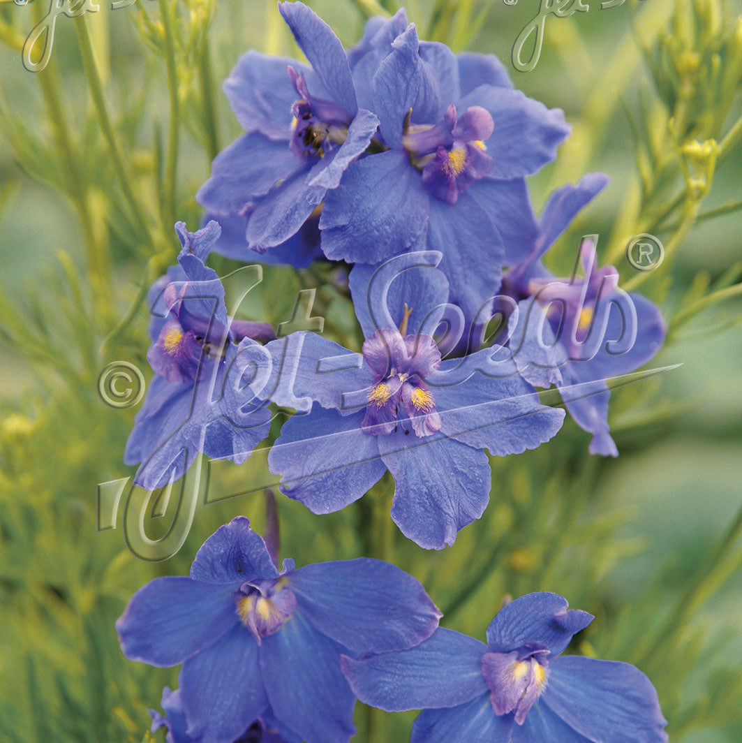 Delphinium grandiflorum Blue Butterfly 1Q