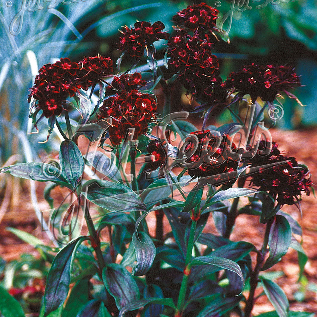 Dianthus barbatus Nigrescens 1Q