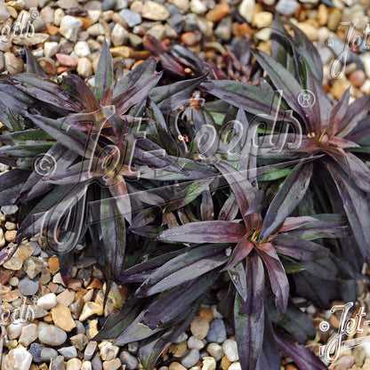 Dianthus barbatus Nigrescens 1Q