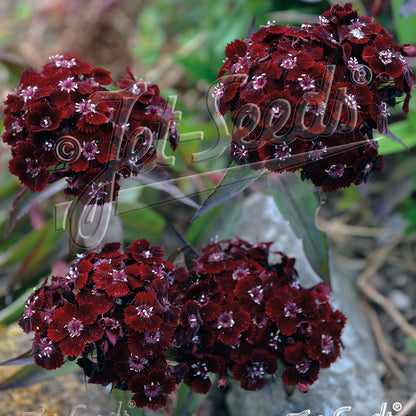 Dianthus barbatus Nigrescens 1Q