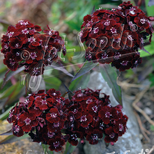 Dianthus barbatus Nigrescens 1Q