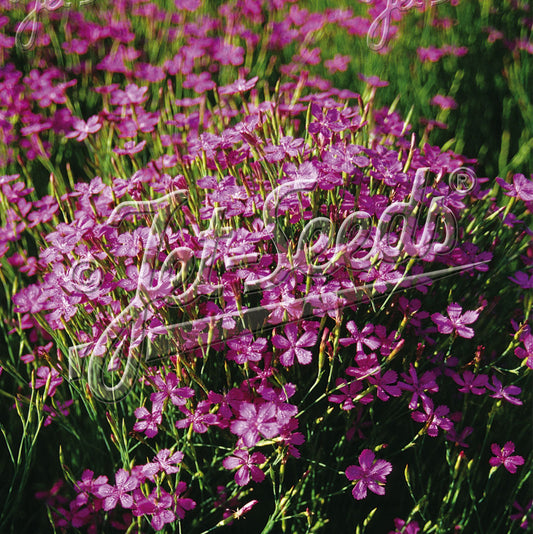 Dianthus deltoides Confetti Carmine Pink 1Q