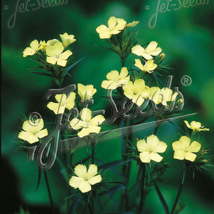 Dianthus knappii Yellow Harmony 1Q