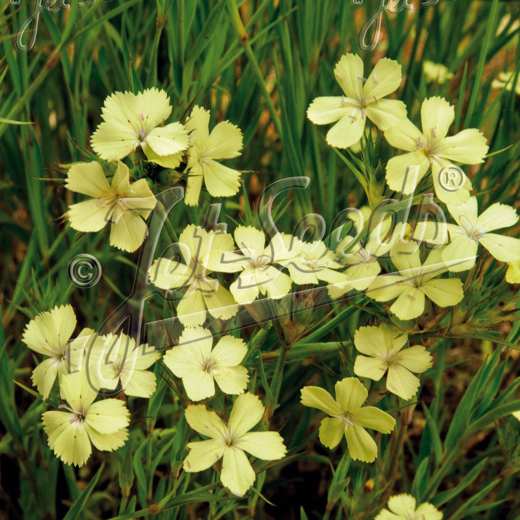 Dianthus knappii Yellow Harmony 1Q