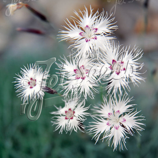 Dianthus spiculifolius 1Q