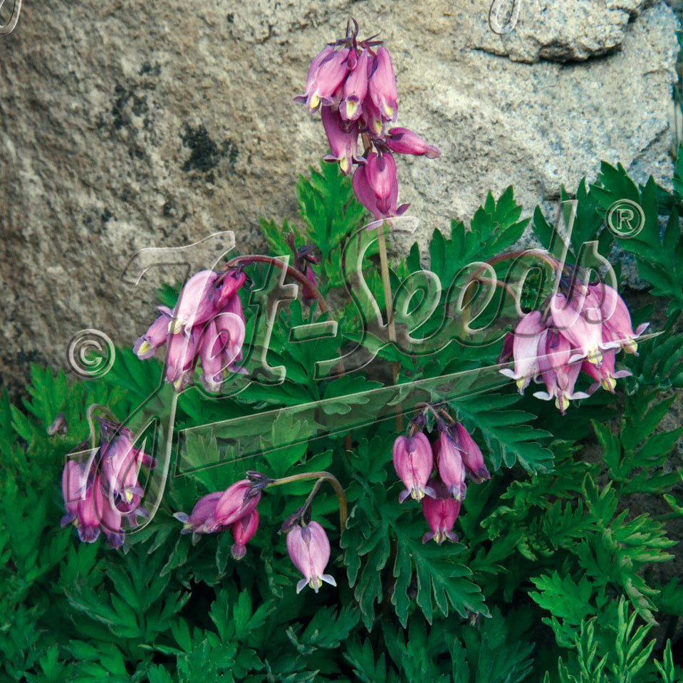 Dicentra formosa 1Q