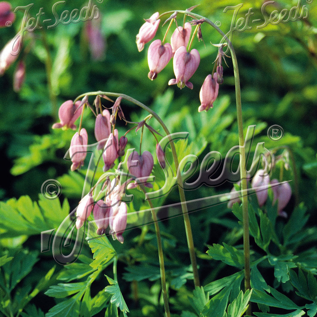 Dicentra formosa 1Q