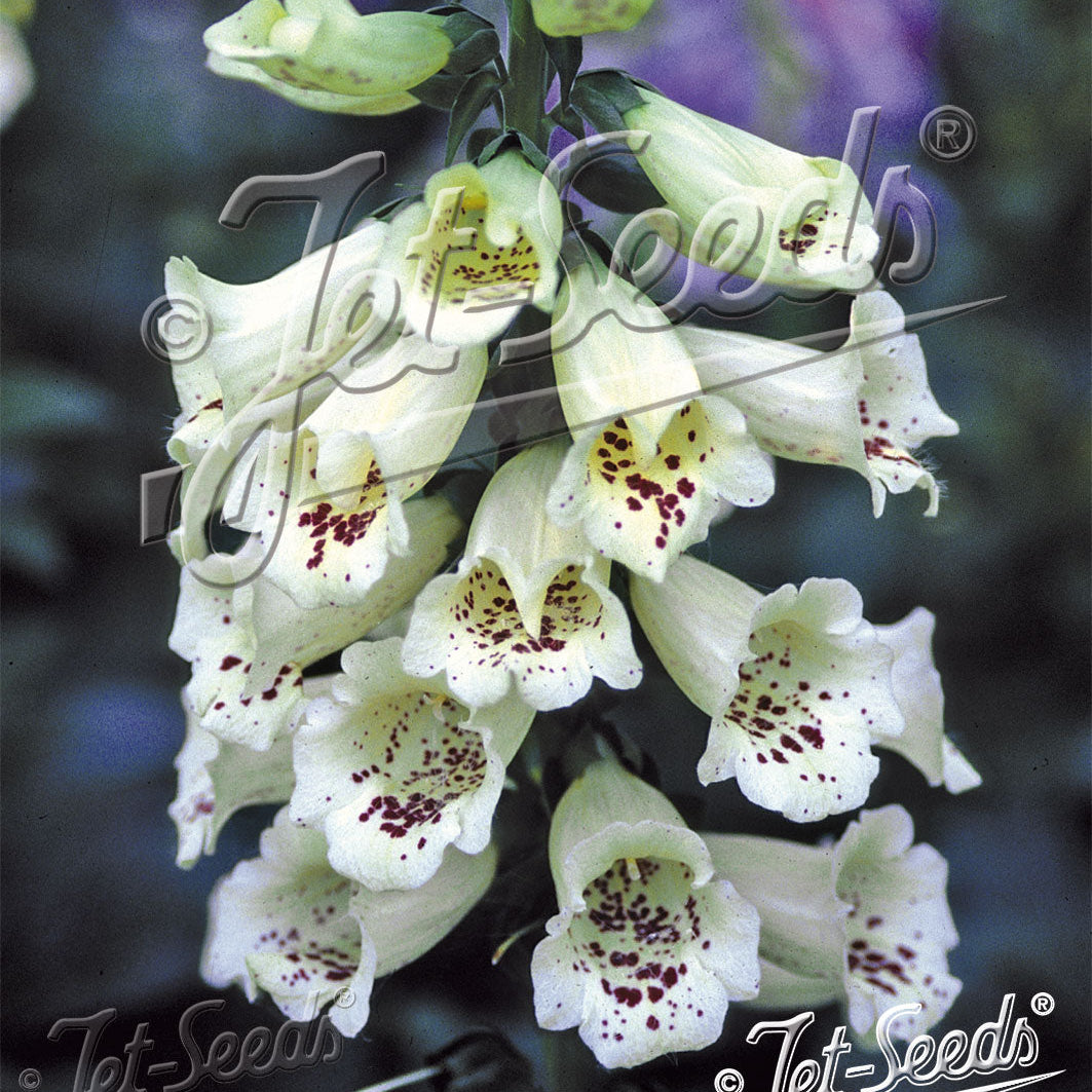 Digitalis purpurea Camelot Cream 1Q