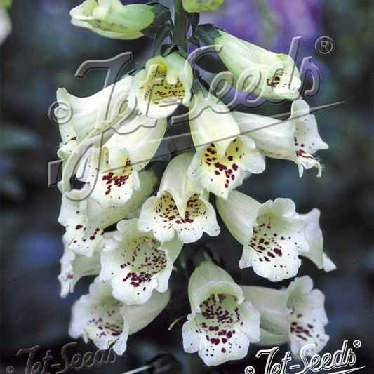Digitalis purpurea Camelot Cream 1Q