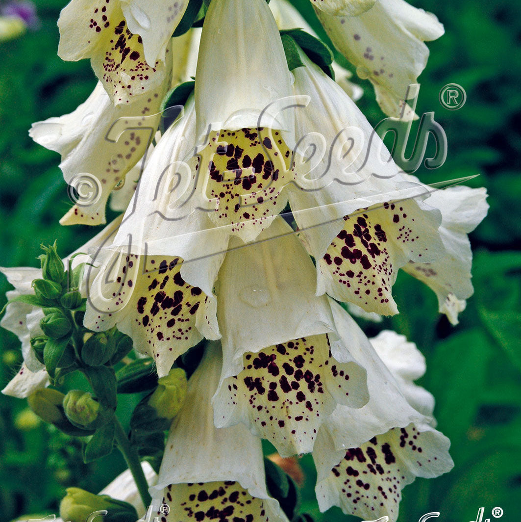 Digitalis purpurea Camelot Cream 1Q