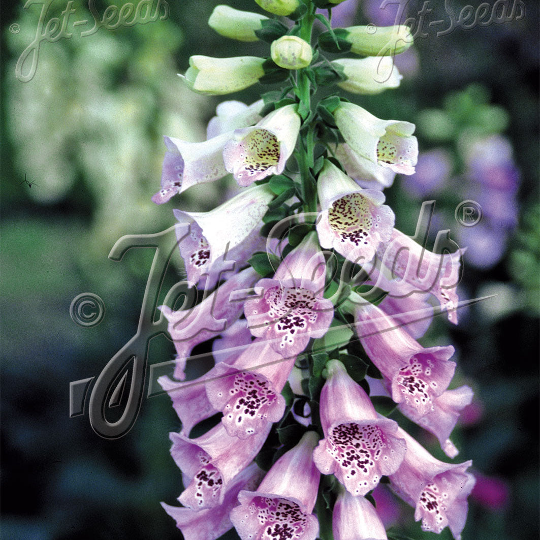 Digitalis purpurea Camelot Lavender 1Q