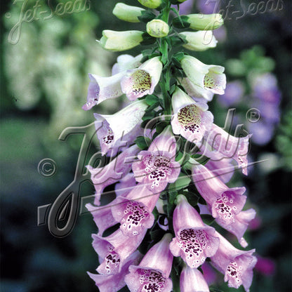 Digitalis purpurea Camelot Lavender 1Q
