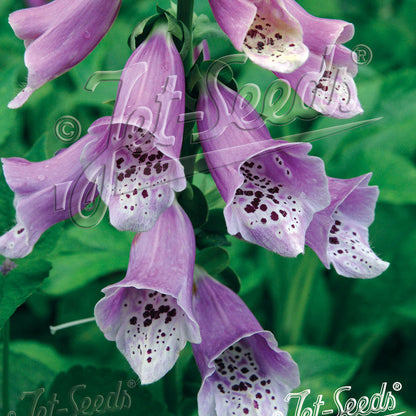Digitalis purpurea Camelot Lavender 1Q