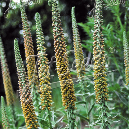 Digitalis parviflora Milk Chocolate 1Q