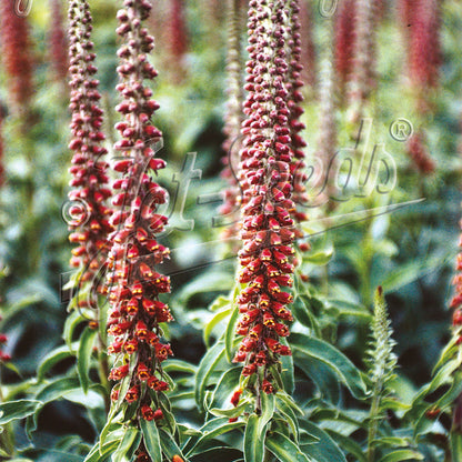 Digitalis parviflora Milk Chocolate 1Q