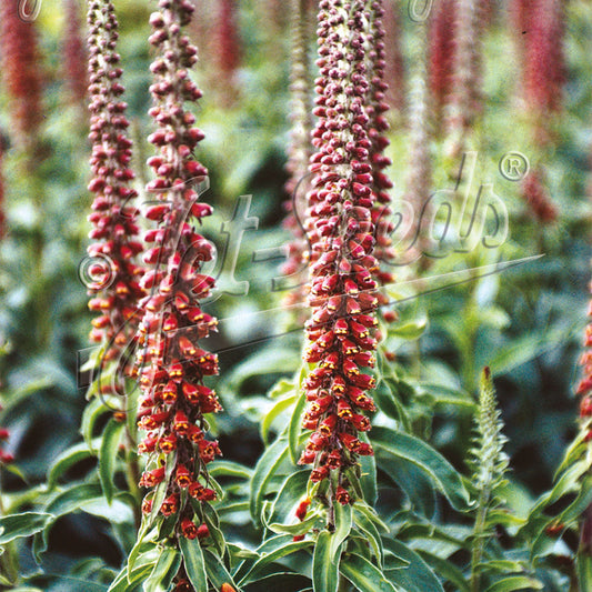 Digitalis parviflora Milk Chocolate 1Q