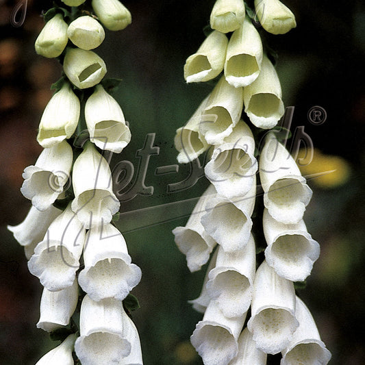 Digitalis purpurea Snow Thimble 1Q