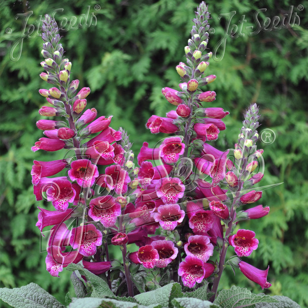 Digitalis purpurea Foxybee Dark Red 1Q