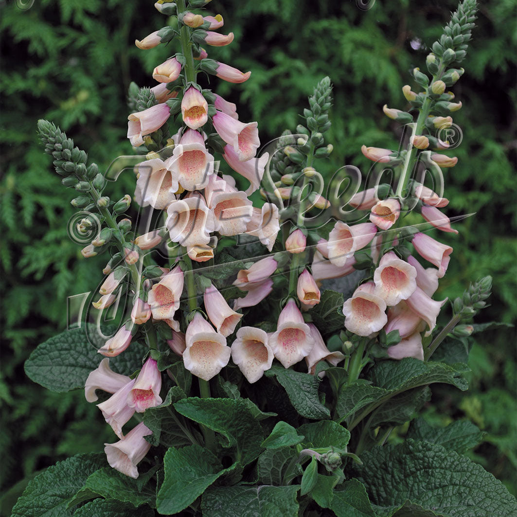 Digitalis purpurea Foxybee Apricot 1Q