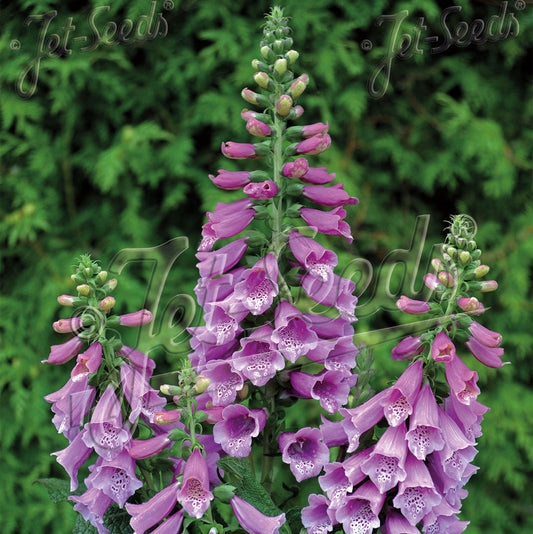 Digitalis purpurea Foxybee Pink 1Q