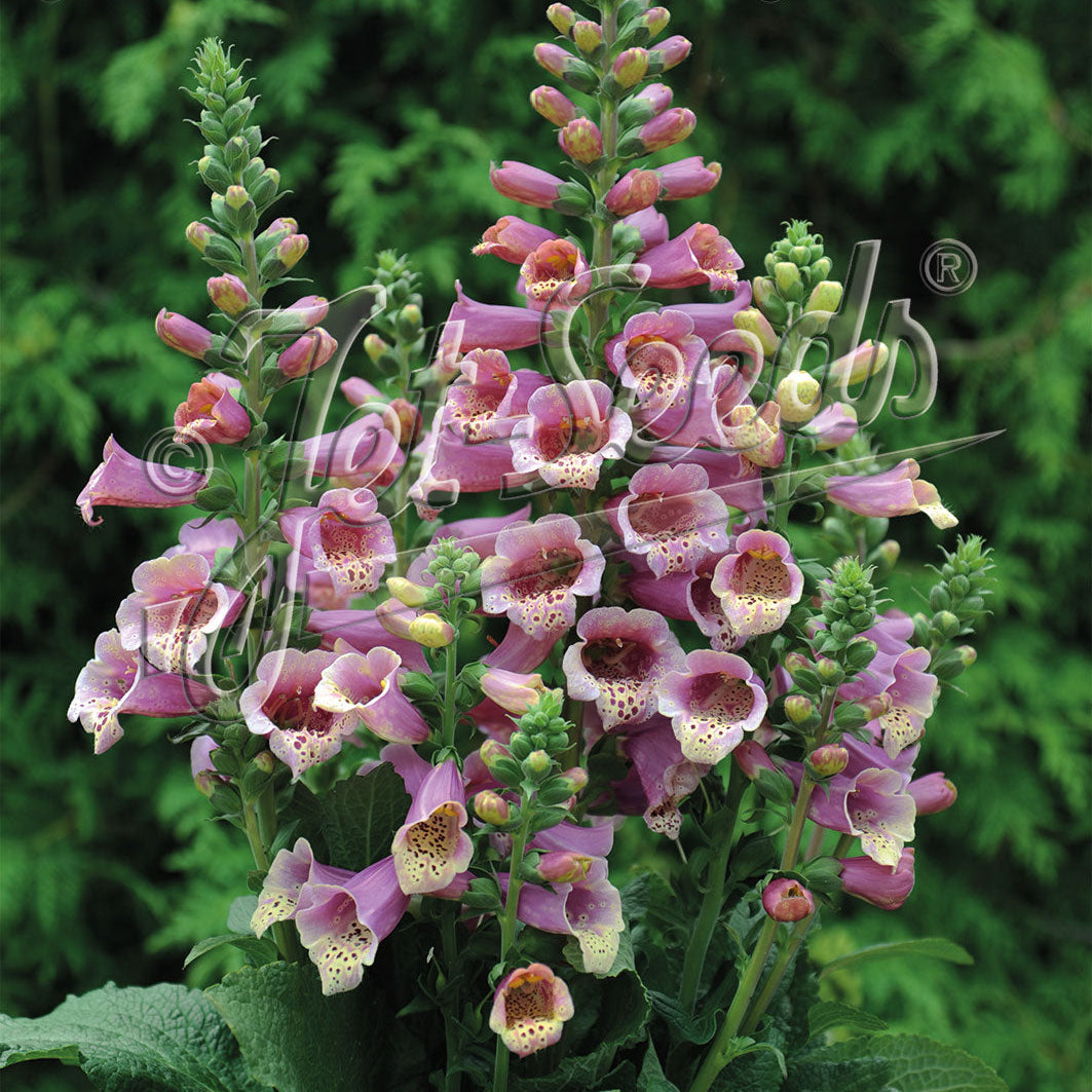 Digitalis purpurea Foxybee Dark Pink 1Q