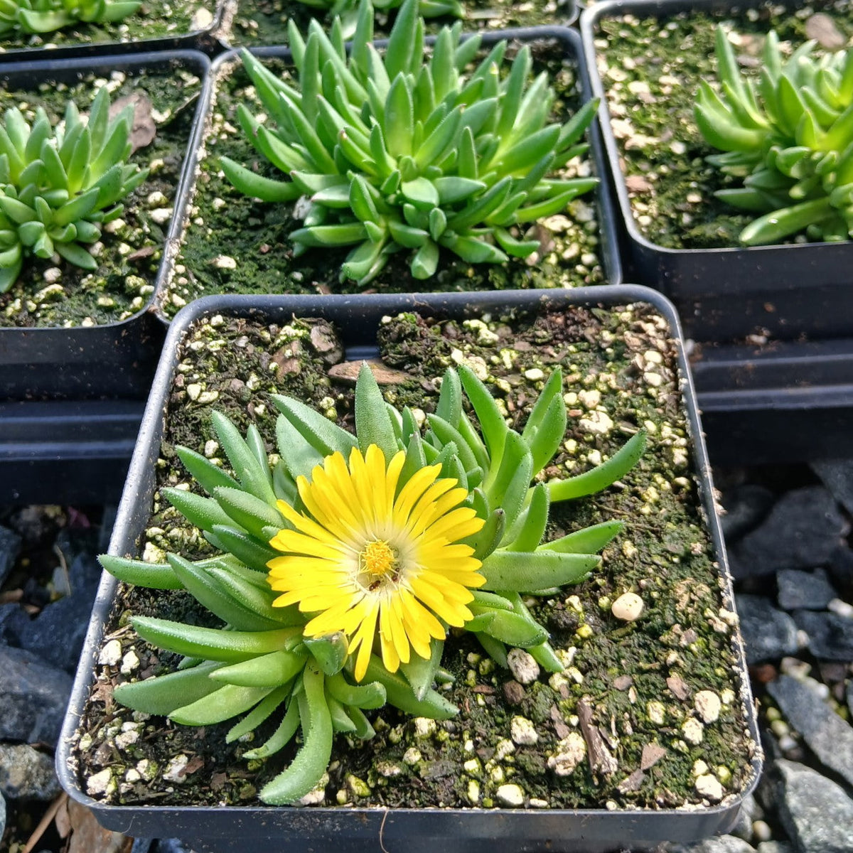 Delosperma congestum Gold Nugget 3.25"