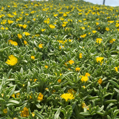Delosperma cooperi Golden Wonder 1G