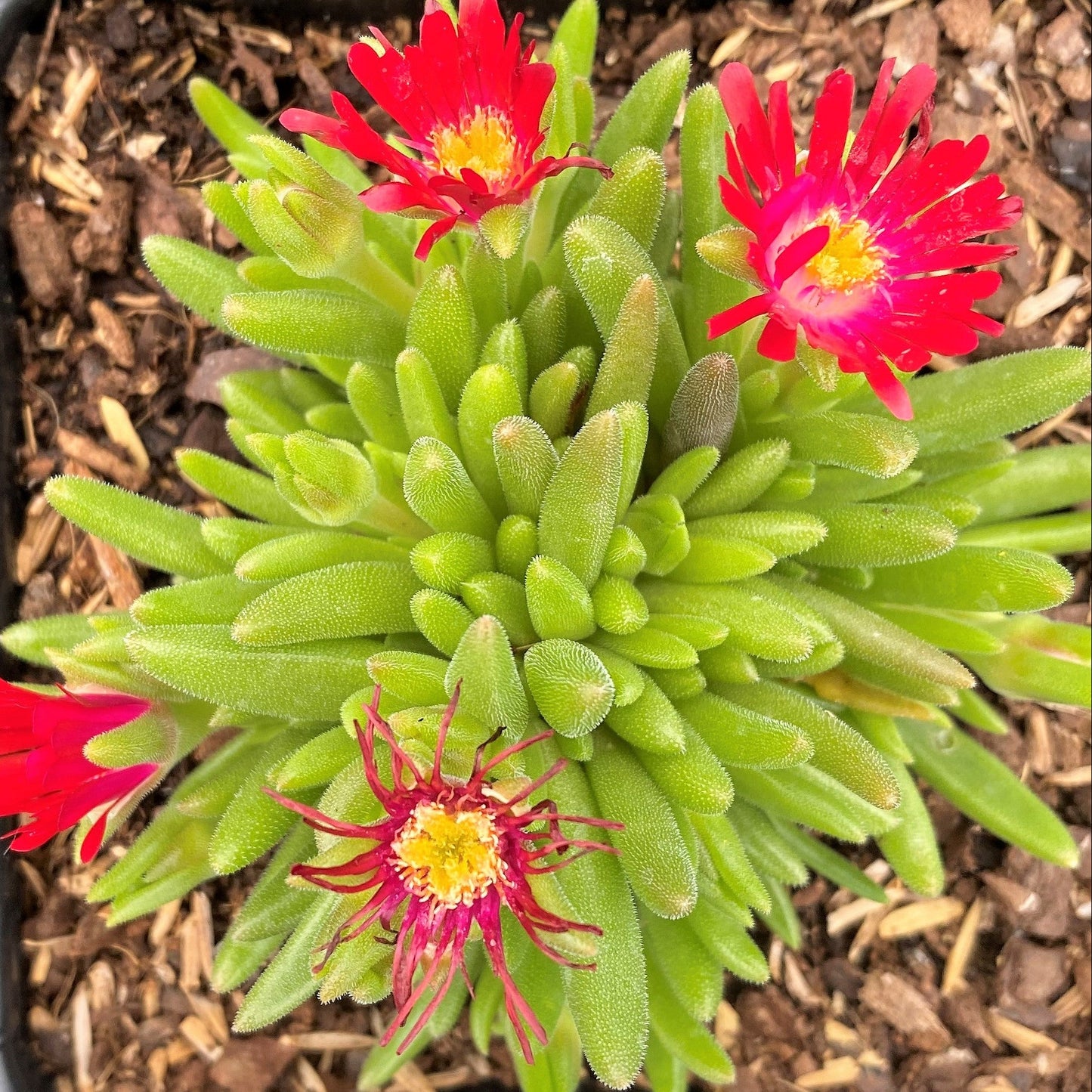 Delosperma Jewel of Desert Grenade 1Q