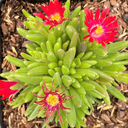 Delosperma Jewel of Desert Grenade 1Q