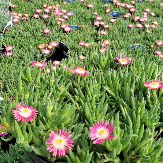 Delosperma Jewel of Desert Ruby 1Q