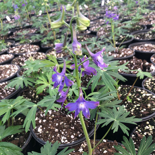 Delphinium tricorne 3.25"