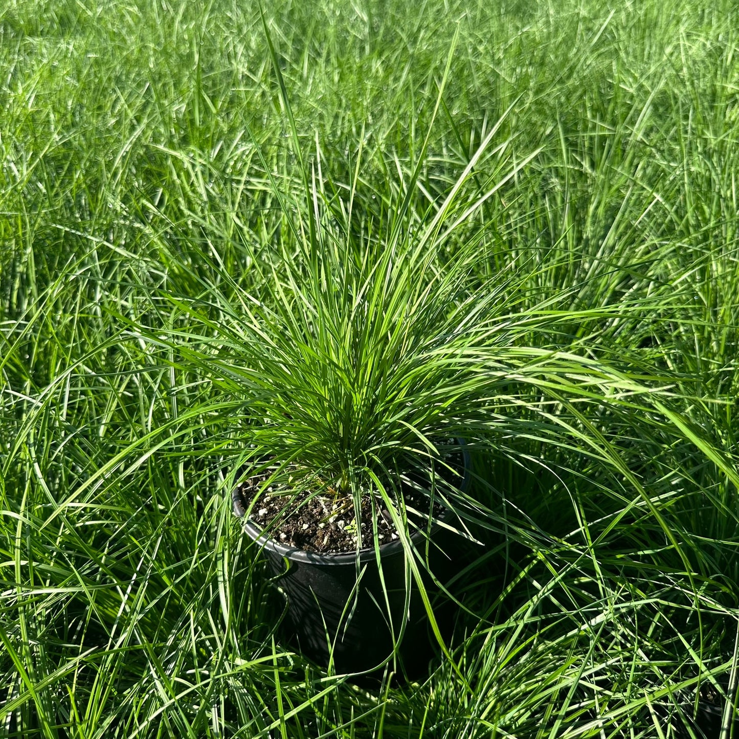 Deschampsia cespitosa 1G