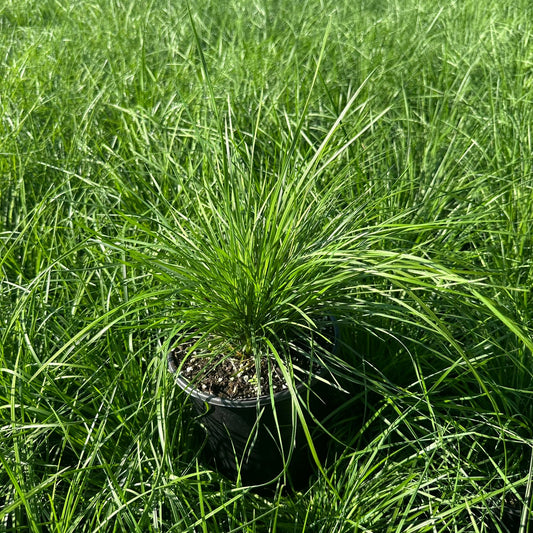 Deschampsia cespitosa 1G