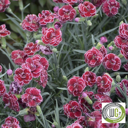 Dianthus x Fruit Punch® Black Cherry Frost 1G