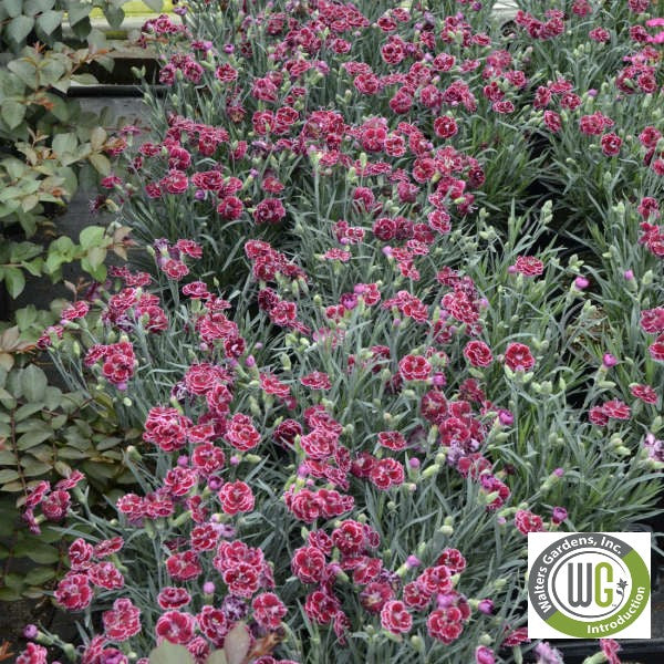 Dianthus x Fruit Punch® Black Cherry Frost 1G
