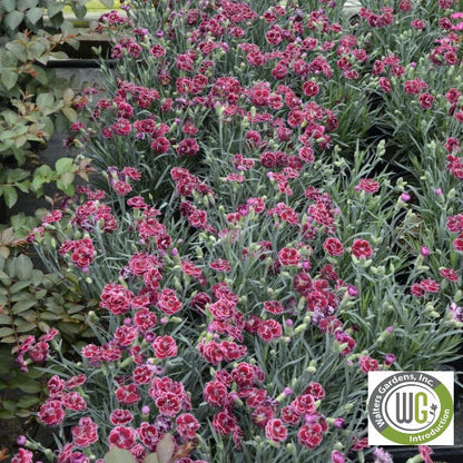 Dianthus x Fruit Punch® Black Cherry Frost 1G