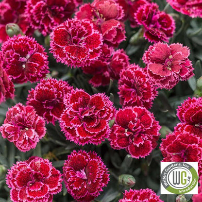 Dianthus x Fruit Punch® Black Cherry Frost 1G