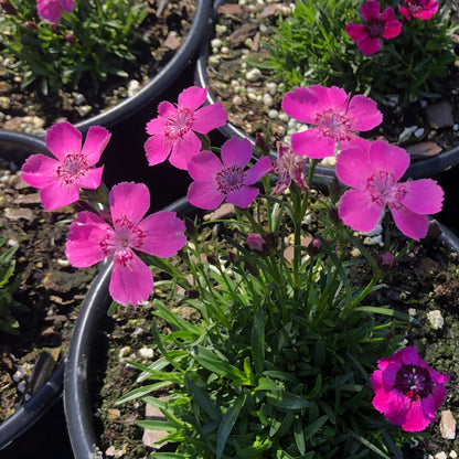 Dianthus alpinus 1Q (Alpine Pink)