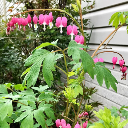 Dicentra spectabilis 1G