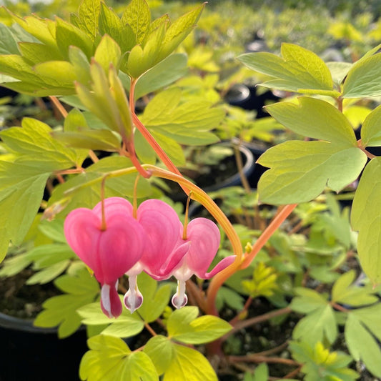 Dicentra spectabilis Gold Heart 1Q
