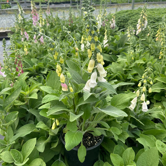 Digitalis purpurea subsp. heywoodii (Heywood’s Foxglove) 1G