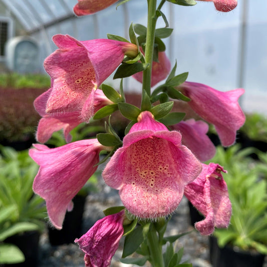 Digitalis x fulva Arctic Fox Rose 1G