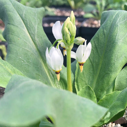 Dodecatheon meadia 1Q (Shooting Star)