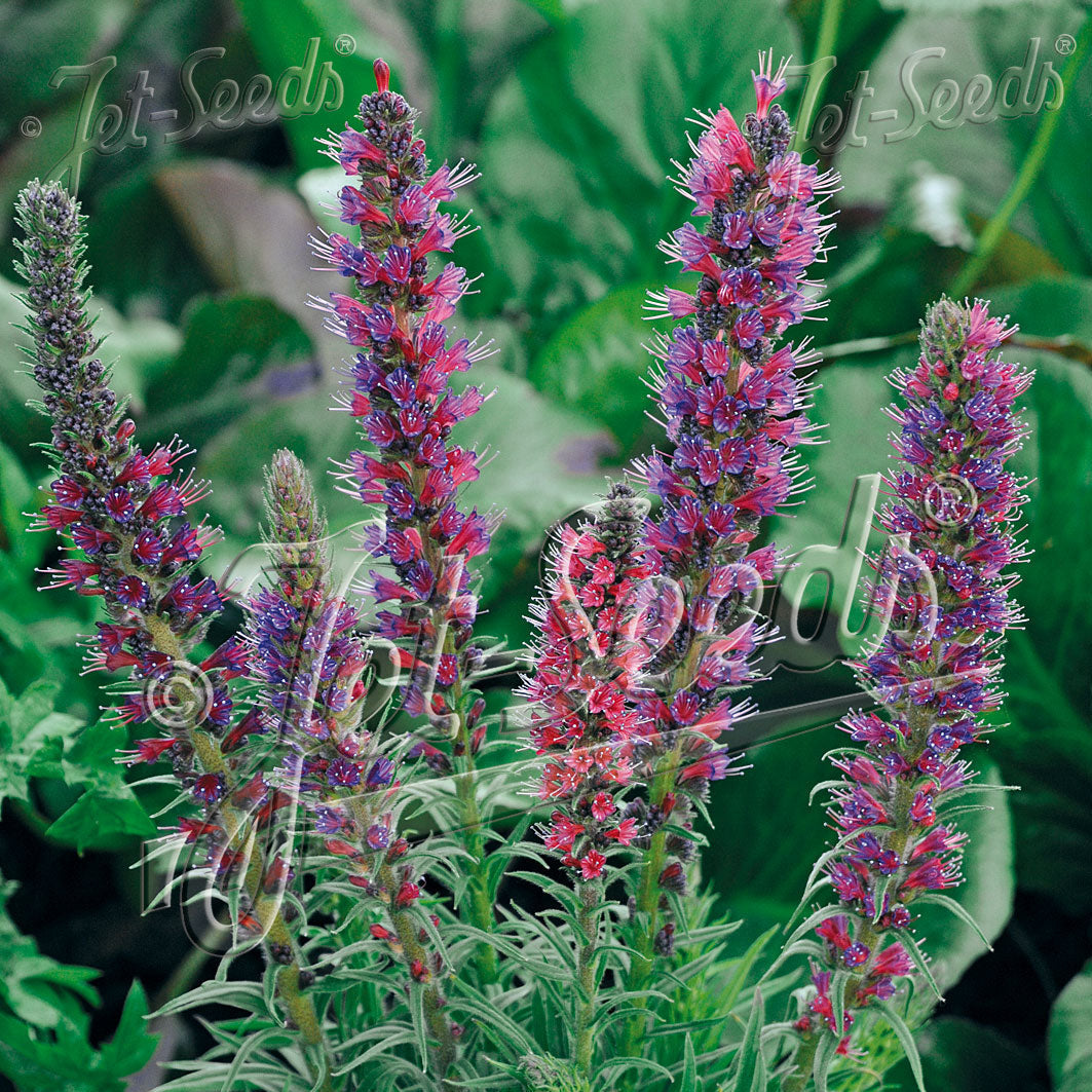 Echium amoenum Red Feathers 1G