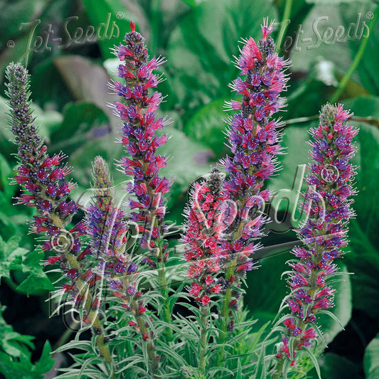 Echium amoenum Red Feathers 1G