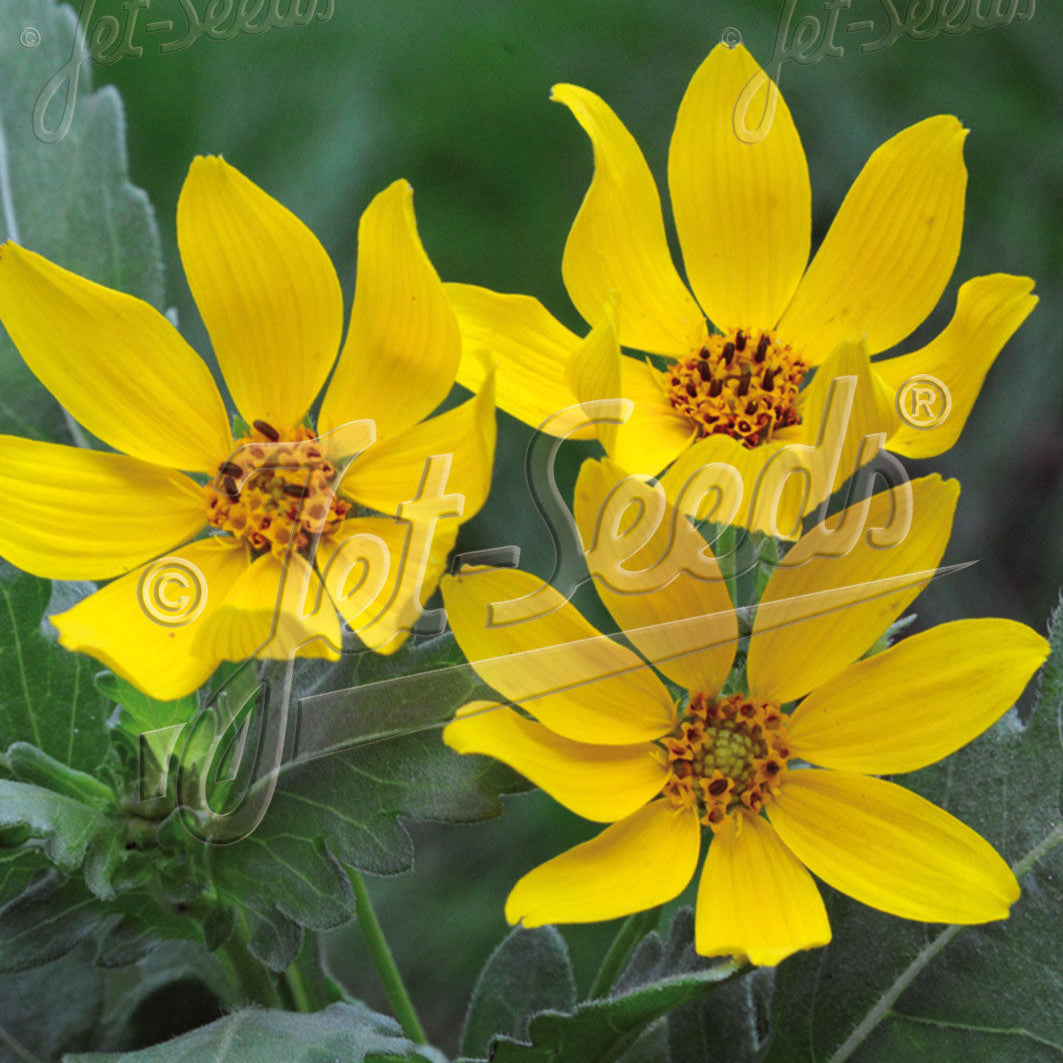 Engelmannia peristenia 1Q