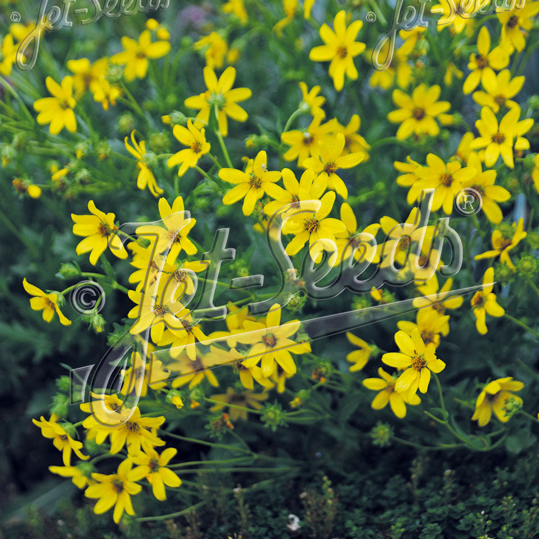 Engelmannia peristenia 1Q