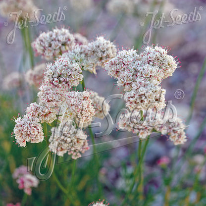 Eriogonum fasciculatum 1Q